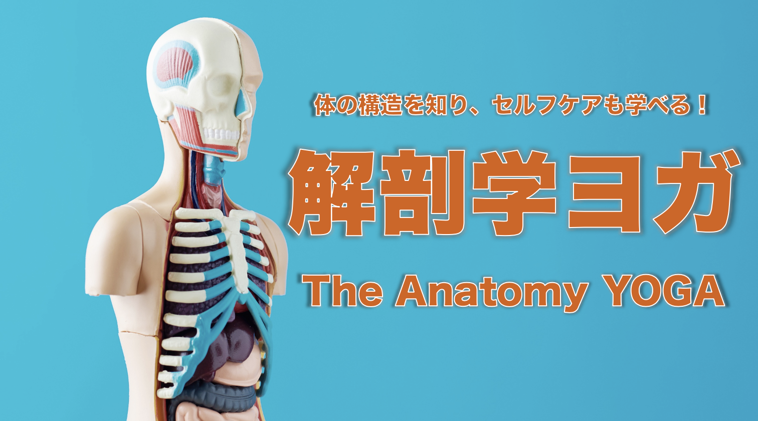 解剖学ヨガ